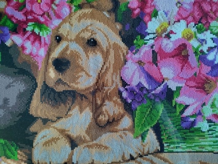 Gypsy Cocker Spaniel